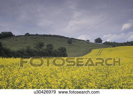yellow field, France, Burgundy, Bourgogne, Europe, A field of yellow flowers in the wine region of Burgundy. View Large Photo Image Stock Photo - yellow field, France, Burgundy, Bourgogne, Europe, A field of yellow flowers in the wine region of Burgundy.. Fotosearch