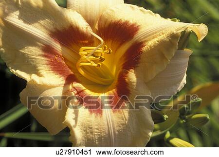 yellow orchid, Ossipee, NH, New Hampshire, orchid View Large Photo Image Stock Image - yellow orchid, Ossipee, NH, New Hampshire, orchid. Fotosearch