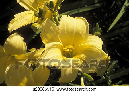 Stock Photo -  yellow orchid, Ossipee, NH, New Hampshire. Fotosearch