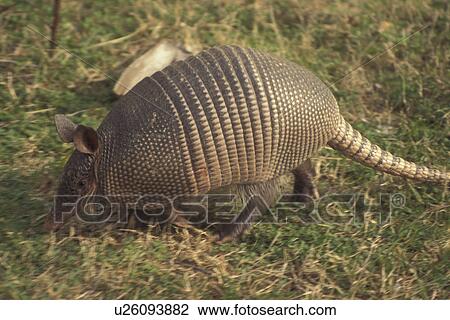 Stock Image -  Armadillo, Cumberland Island National Seashore, GA, Golden Isles, barrier island, Georgia. Fotosearch