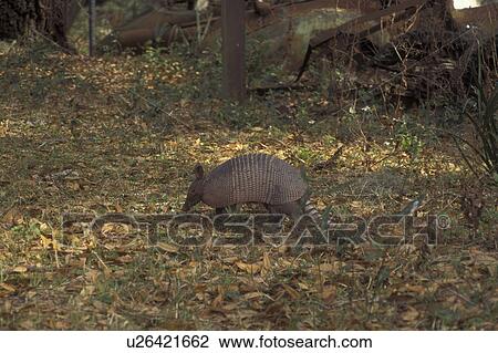 Armadillo, Cumberland Island National Seashore, GA, Golden Isles, barrier island, Georgia View Large Photo Image Stock Image - Armadillo, Cumberland Island National Seashore, GA, Golden Isles, barrier island, Georgia. Fotosearch