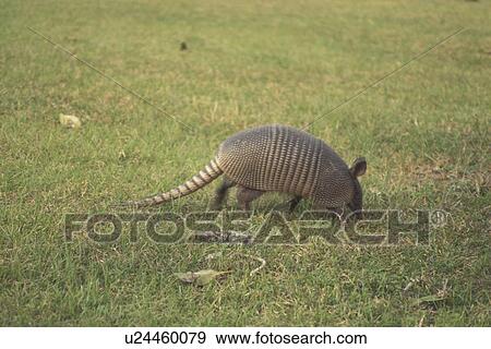 Armadillo, Cumberland Island National Seashore, GA, Golden Isles, barrier island, Georgia View Large Photo Image Stock Photo - Armadillo, Cumberland Island National Seashore, GA, Golden Isles, barrier island, Georgia. Fotosearch