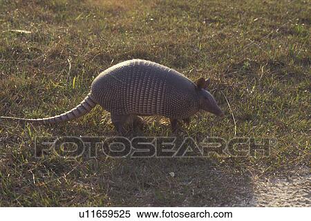 Armadillo, Cumberland Island National Seashore, GA, Golden Isles, barrier island, Georgia View Large Photo Image Stock Photography - Armadillo, Cumberland Island National Seashore, GA, Golden Isles, barrier island, Georgia. Fotosearch