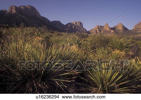 Picture -  Big Bend National Park, TX, Texas, Cactus & Chisos Mountains. Fotosearch