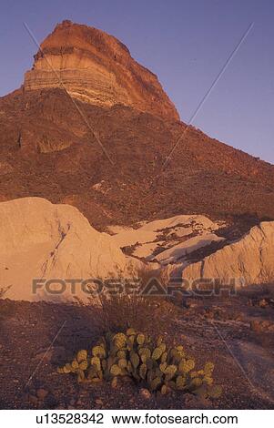 Big Bend National Park, TX, Texas, Cerro Castellan View Large Photo Image Stock Image - Big Bend National Park, TX, Texas, Cerro Castellan. Fotosearch