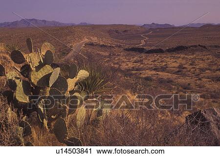 Big Bend National Park, TX, Texas, Cactus View Large Photo Image Stock Image - Big Bend National Park, TX, Texas, Cactus. Fotosearch