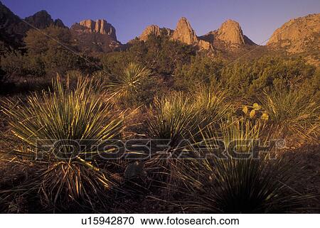 Stock Image -  Big Bend National Park, TX, Texas, Cactus & Chisos Mountains. Fotosearch