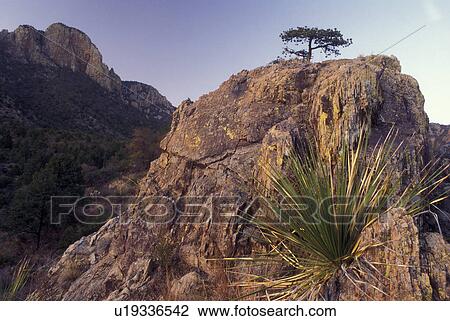 Stock Image -  Big Bend National Park, TX, Texas, Cactus & Chisos Mountains. Fotosearch