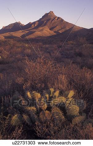 Stock Image -  Big Bend National Park, TX, Texas, Cactus & Chisos Mountains. Fotosearch