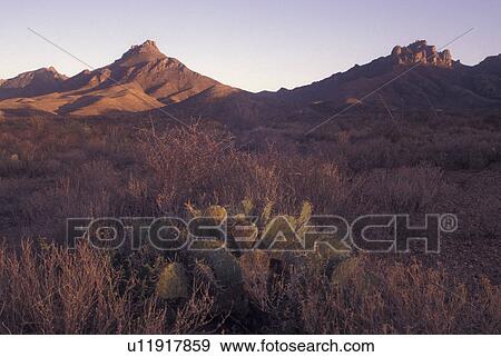 Big Bend National Park, TX, Texas, Cactus & Chisos Mountains View Large Photo Image Stock Photo - Big Bend National Park, TX, Texas, Cactus & Chisos Mountains. Fotosearch