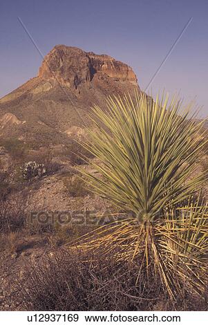 Big Bend National Park, TX, Texas, Cerro Castellan View Large Photo Image Stock Photo - Big Bend National Park, TX, Texas, Cerro Castellan. Fotosearch