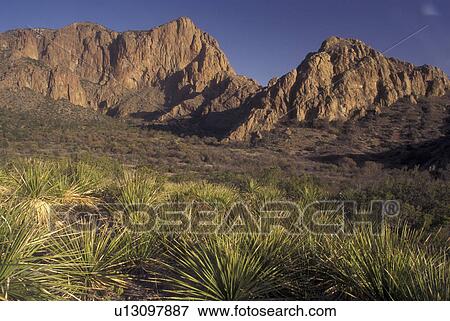 Stock Photo -  Big Bend National Park, TX, Texas, Cactus & Chisos Mountains. Fotosearch