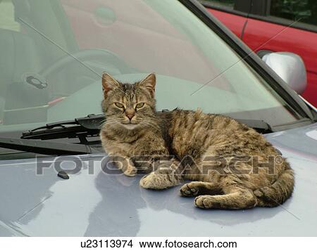 Picture -  cat, Tuscany, Italy, Sovana, Toscana, Europe, Cat lying on the hood of a car in the town of Sovana.. Fotosearch