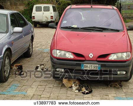 Stock Image -  cat, Tuscany, Italy, Sovana, Toscana, Europe, Cat lying around parked cars in the town of Sovana.. Fotosearch