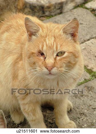 cat, Tuscany, Italy, Sovana, Toscana, Europe, Yellow tabby feral cat with one eye. View Large Photo Image Stock Image - cat, Tuscany, Italy, Sovana, Toscana, Europe, Yellow tabby feral cat with one eye.. Fotosearch