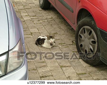 Stock Photo -  cat, Tuscany, Italy, Sovana, Toscana, Europe, Cat lying between two parked cars in the town of Sovana.. Fotosearch