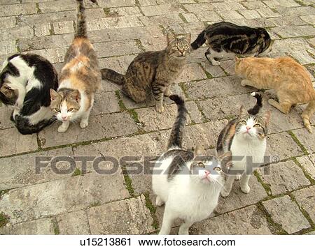 cats, Tuscany, Italy, Sovana, Toscana, Europe, Seven feral cats View Large Photo Image Stock Image - cats, Tuscany, Italy, Sovana, Toscana, Europe, Seven feral cats. Fotosearch