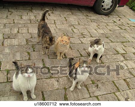 Stock Image -  cats, Tuscany, Italy, Sovana, Toscana, Europe, Five feral cats. Fotosearch