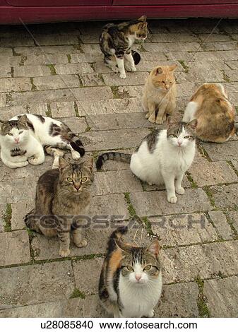 cats, Tuscany, Italy, Sovana, Toscana, Europe, Seven feral cats View Large Photo Image Stock Image - cats, Tuscany, Italy, Sovana, Toscana, Europe, Seven feral cats. Fotosearch