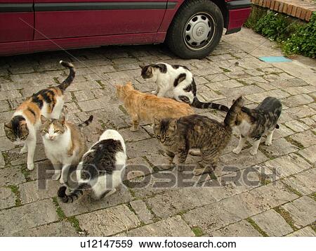 cats, Tuscany, Italy, Sovana, Toscana, Europe, Seven feral cats View Large Photo Image Stock Photo - cats, Tuscany, Italy, Sovana, Toscana, Europe, Seven feral cats. Fotosearch