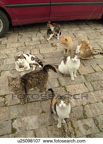 Stock Photo -  cats, Tuscany, Italy, Sovana, Toscana, Europe, Seven feral cats. Fotosearch