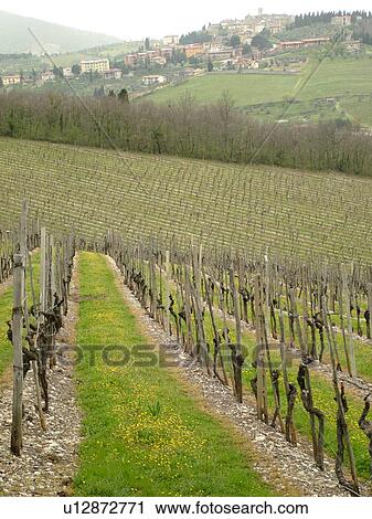 Chianti, Tuscany, Italy, Toscana, Europe, Scenic view of the town of Gaiole in Chianti and vineyards in the Chianti Wine Region. View Large Photo Image Stock Image - Chianti, Tuscany, Italy, Toscana, Europe, Scenic view of the town of Gaiole in Chianti and vineyards in the Chianti Wine Region.. Fotosearch