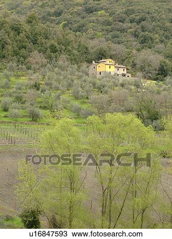 Stock Image -  Chianti, Tuscany, Italy, Toscana, Europe, Olive groves in Chianti.. Fotosearch