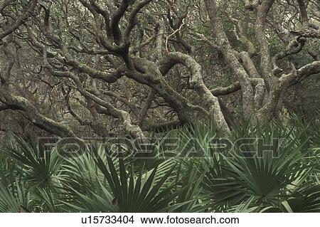 Cumberland Island National Seashore, GA, Golden Isles, barrier island, Georgia, Sea Camp Campground, Live Oak Trees, Palmetto Leaves View Large Photo Image Picture - Cumberland Island National Seashore, GA, Golden Isles, barrier island, Georgia, Sea Camp Campground, Live Oak Trees, Palmetto Leaves. Fotosearch