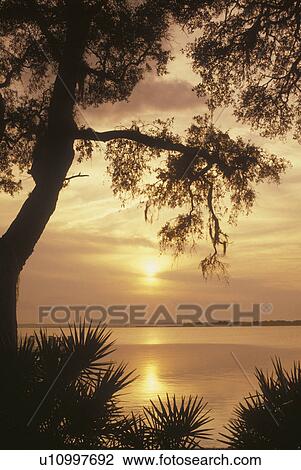 Cumberland Island National Seashore, GA, Golden Isles, barrier island, Georgia, St. Marys River, Sunset from Sea Camp Visitor Center View Large Photo Image Stock Image - Cumberland Island National Seashore, GA, Golden Isles, barrier island, Georgia, St. Marys River, Sunset from Sea Camp Visitor Center. Fotosearch