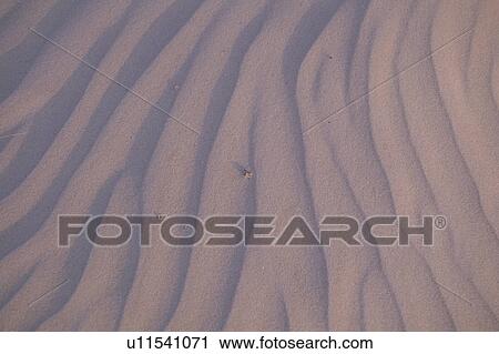 Cumberland Island National Seashore, GA, Golden Isles, barrier island, Georgia, sand, patterns, beach View Large Photo Image Stock Image - Cumberland Island National Seashore, GA, Golden Isles, barrier island, Georgia, sand, patterns, beach. Fotosearch