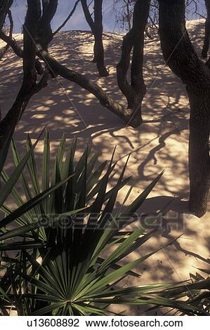 Stock Image -  Cumberland Island National Seashore, GA, Golden Isles, barrier island, Georgia, sand dunes, live oak trees, palmetto leaves. Fotosearch