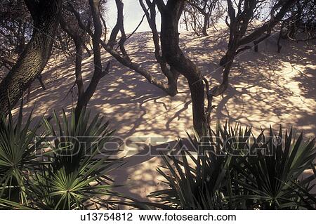 Cumberland Island National Seashore, GA, Golden Isles, barrier island, Georgia, sand dunes, live oak trees, palmetto leaves View Large Photo Image Stock Image - Cumberland Island National Seashore, GA, Golden Isles, barrier island, Georgia, sand dunes, live oak trees, palmetto leaves. Fotosearch
