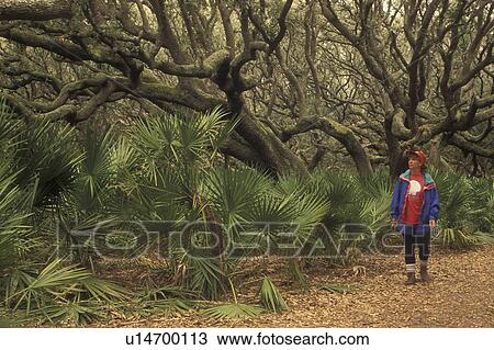 Stock Image -  Cumberland Island National Seashore, GA, Golden Isles, barrier island, Georgia, Woman walking, Live Oak Trees, Palmetto Leaves. Fotosearch