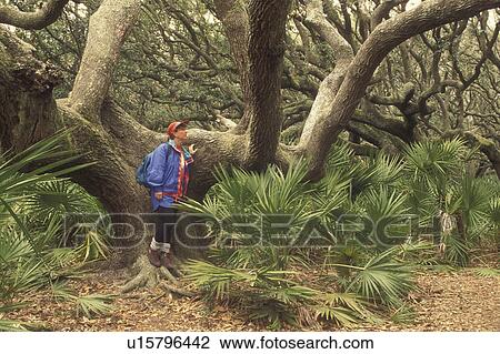 Stock Image -  Cumberland Island National Seashore, GA, Golden Isles, barrier island, Georgia, Woman standing on Live Oak Trees, Palmetto Leaves. Fotosearch