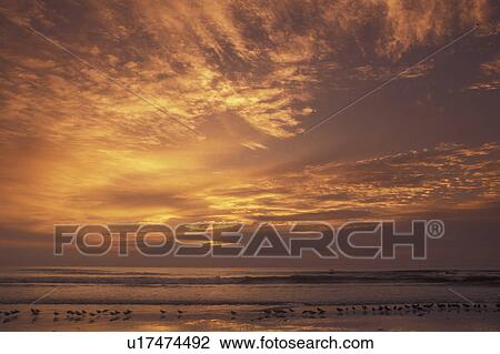 Cumberland Island National Seashore, GA, Golden Isles, barrier island, Georgia, beach, sea birds, ocean, sunrise View Large Photo Image Stock Image - Cumberland Island National Seashore, GA, Golden Isles, barrier island, Georgia, beach, sea birds, ocean, sunrise. Fotosearch