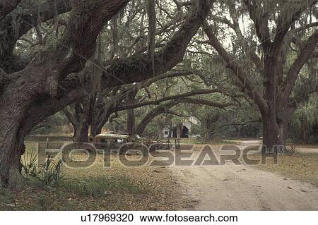 Cumberland Island National Seashore, GA, Golden Isles, barrier island, Georgia, The grounds of Dungeness Ruins, Live Oak Trees, Spanish Moss View Large Photo Image Stock Image - Cumberland Island National Seashore, GA, Golden Isles, barrier island, Georgia, The grounds of Dungeness Ruins, Live Oak Trees, Spanish Moss. Fotosearch