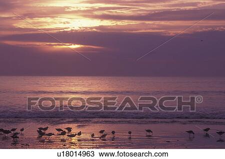 Cumberland Island National Seashore, GA, Golden Isles, barrier island, Georgia, beach, sea birds, ocean, sunrise View Large Photo Image Stock Image - Cumberland Island National Seashore, GA, Golden Isles, barrier island, Georgia, beach, sea birds, ocean, sunrise. Fotosearch
