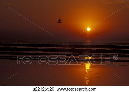 Stock Image -  Cumberland Island National Seashore, GA, Golden Isles, barrier island, Georgia, ocean, sunrise, sun. Fotosearch
