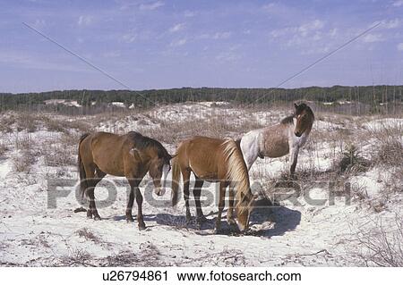 Stock Image -  Cumberland Island National Seashore, GA, Golden Isles, barrier island, Georgia, sand dunes, feral horses, wild horses. Fotosearch