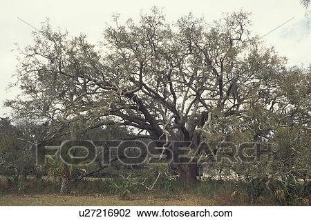 Cumberland Island National Seashore, GA, Golden Isles, barrier island, Georgia, Dungeness Grounds, Live Oak Trees, Spanish Moss View Large Photo Image Stock Image - Cumberland Island National Seashore, GA, Golden Isles, barrier island, Georgia, Dungeness Grounds, Live Oak Trees, Spanish Moss. Fotosearch