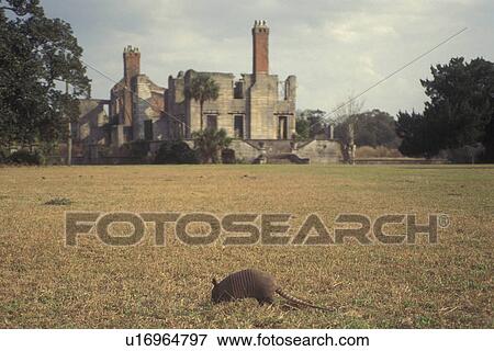 Cumberland Island National Seashore, GA, Golden Isles, barrier island, Georgia, Dungeness Ruins, Armadillo View Large Photo Image Stock Photo - Cumberland Island National Seashore, GA, Golden Isles, barrier island, Georgia, Dungeness Ruins, Armadillo. Fotosearch