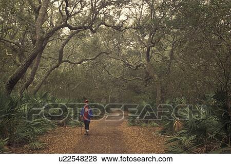Cumberland Island National Seashore, GA, Golden Isles, barrier island, Georgia, Woman walking at Sea Camp Campground, Live Oak Trees, Palmetto Leaves View Large Photo Image Stock Photo - Cumberland Island National Seashore, GA, Golden Isles, barrier island, Georgia, Woman walking at Sea Camp Campground, Live Oak Trees, Palmetto Leaves. Fotosearch