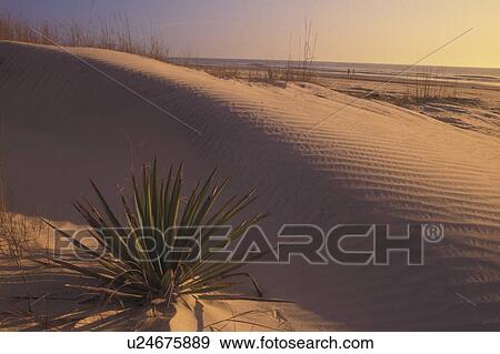 Stock Photo -  Cumberland Island National Seashore, GA, Golden Isles, barrier island, Georgia, sand dune, cactus. Fotosearch