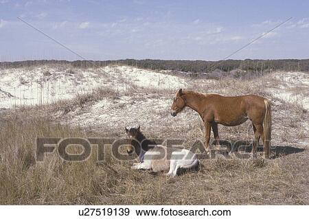 Cumberland Island National Seashore, GA, Golden Isles, barrier island, Georgia, sand dunes, feral horses, wild horses View Large Photo Image Stock Photo - Cumberland Island National Seashore, GA, Golden Isles, barrier island, Georgia, sand dunes, feral horses, wild horses. Fotosearch