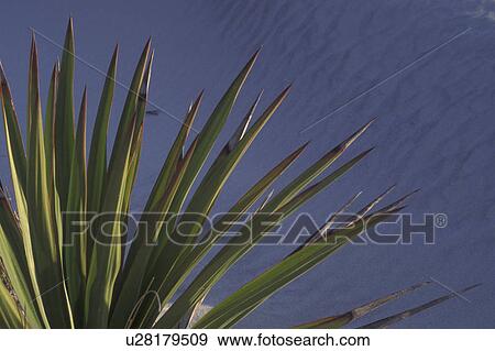 Stock Photo -  Cumberland Island National Seashore, GA, Golden Isles, barrier island, Georgia, sand dune, cactus. Fotosearch