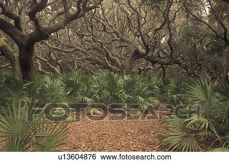 Cumberland Island National Seashore, GA, Golden Isles, barrier island, Georgia, trail, Live Oak Trees, Palmetto Leaves View Large Photo Image Stock Photograph - Cumberland Island National Seashore, GA, Golden Isles, barrier island, Georgia, trail, Live Oak Trees, Palmetto Leaves. Fotosearch