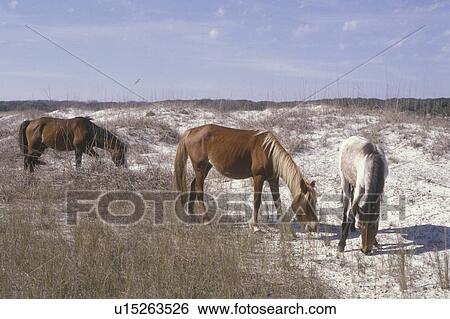 Stock Photograph -  Cumberland Island National Seashore, GA, Golden Isles, barrier island, Georgia, sand dunes, feral horses, wild horses. Fotosearch