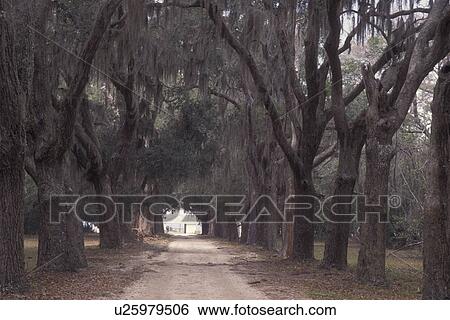 Cumberland Island National Seashore, GA, Golden Isles, barrier island, Georgia, Coleman Avenue lined with Live Oak Trees, spanish moss View Large Photo Image Stock Photograph - Cumberland Island National Seashore, GA, Golden Isles, barrier island, Georgia, Coleman Avenue lined with Live Oak Trees, spanish moss. Fotosearch