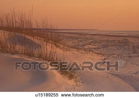 Stock Photography -  Cumberland Island National Seashore, GA, Golden Isles, barrier island, Georgia, sand dunes, beach. Fotosearch