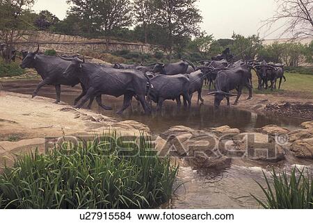 Picture -  Dallas, TX, Texas, Pioneer Plaza, Cattle Sculpture, 70 Bovine Friends. Fotosearch